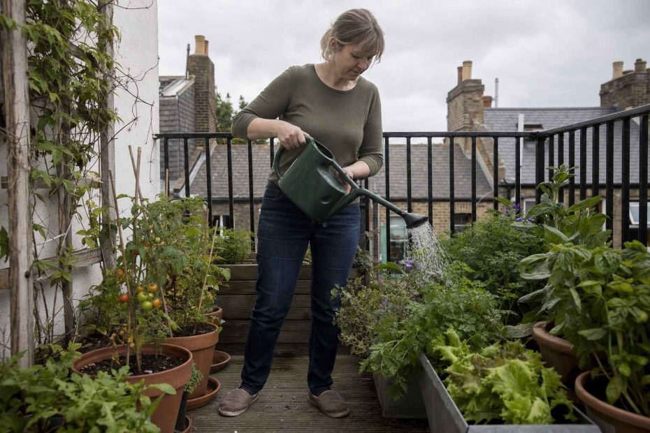 a person tending vegetables and herbs in pots on a small balcony