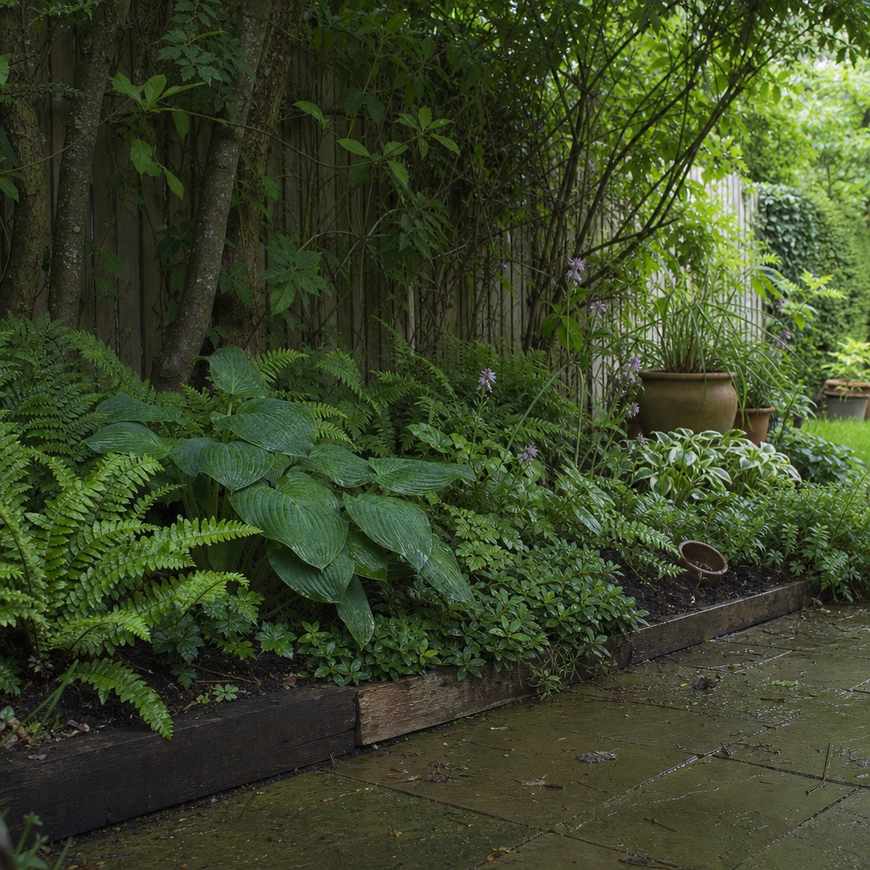 a shady garden border with ferns and hostas doing well