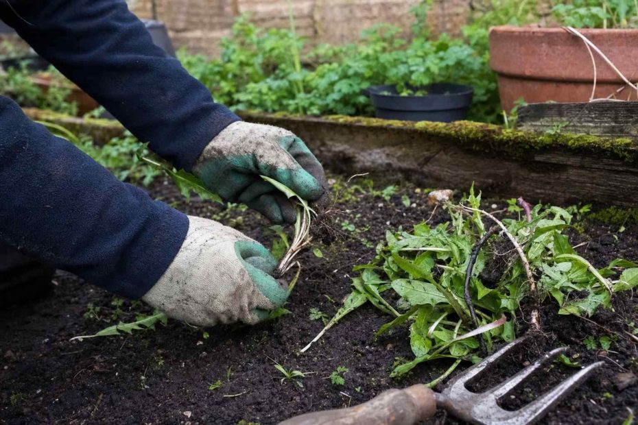 gloved hands pulling a weed from a garden bed