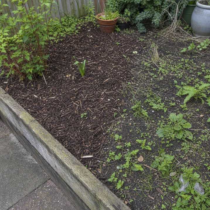 a clean mulched bed contrasting with a weedy unmulched patch