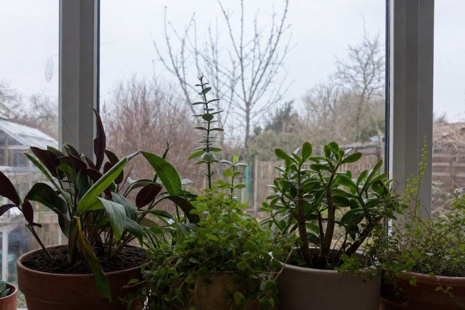 houseplants clustered on a bright windowsill in winter with bare garden outside