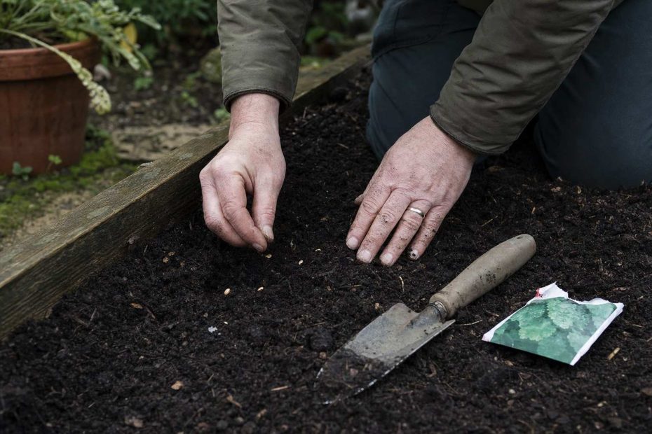bare hands pressing seeds into damp soil beside a seed packet and trowel